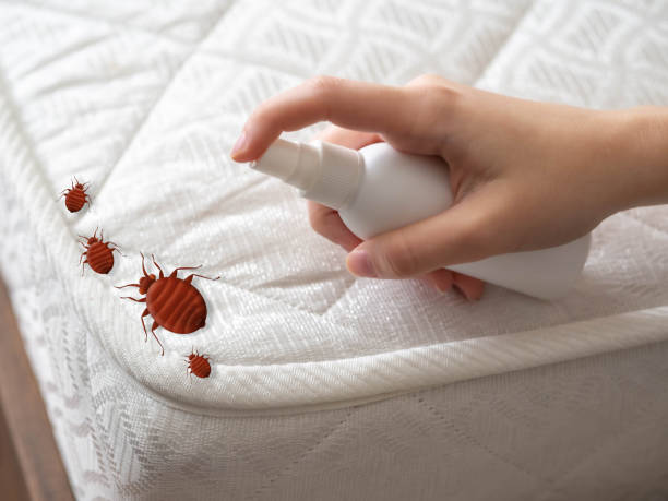 Best Best Pest Control Companies  in Dalhart, TX