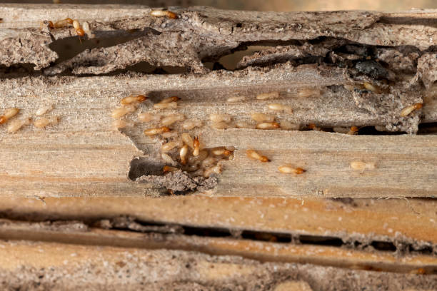 Best Pest Prevention Services  in Dalhart, TX