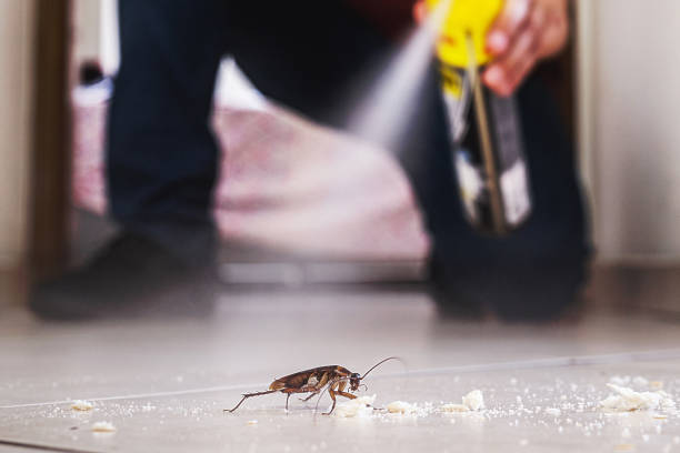 Professional Pest Control in Dalhart, TX