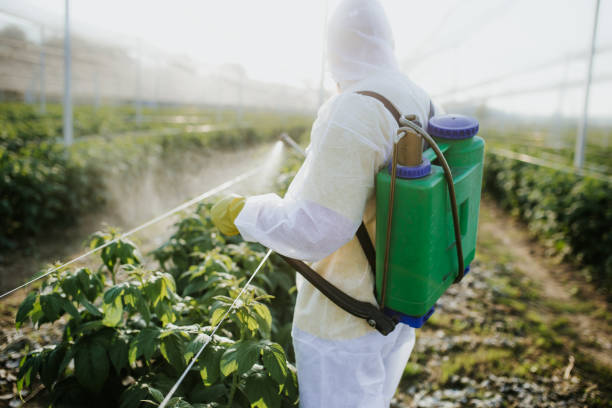 Best Pest Removal Services  in Dalhart, TX